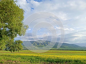 Raps field against the backdrop of high mountains. Blooming summer herbs. Spring landscape. Summer outside the city. Kyrgyzstan