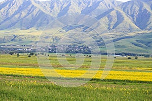 Raps field against the backdrop of high mountains. Blooming summer herbs. Spring landscape. Summer outside the city. Kyrgyzstan