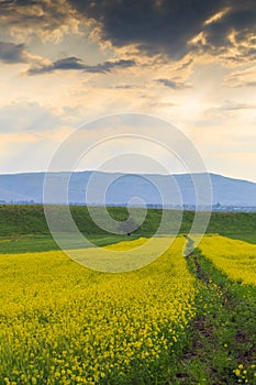 Raps field against the backdrop of high mountains. Blooming summer herbs. Spring landscape. Summer outside the city. Kyrgyzstan