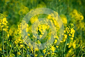 Raps field blooming close up