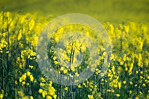 Raps field blooming close up