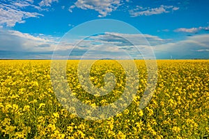 Raps field with blooming flowers in a beautiful sunny day.