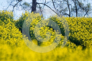 Raps field blooming near forest