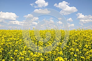 Raps field with blue sky