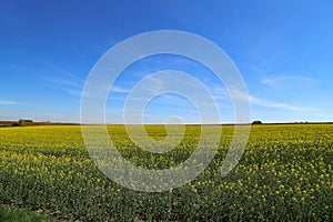 Raps Field. Cultivated colorful raps field in Germany