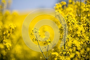 Raps field landscape