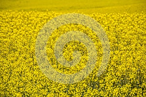 Raps field landscape