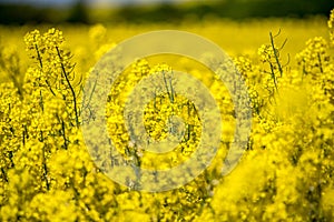 Raps field landscape