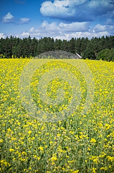 Raps Field near forest