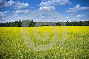 Raps Field near forest