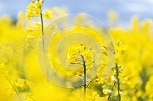 Raps field, rapeseed field, canola field, raps flowers close up. Selective focus, blurry background