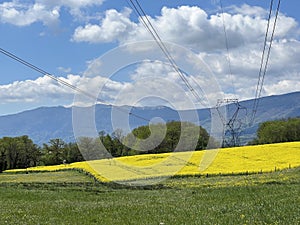 raps summer field and power lines