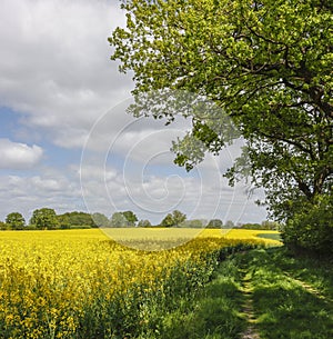 Rapseed field in spring