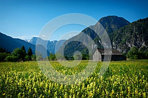 Rapsfeld at the Alps in spring time