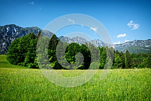 Rapsfeld at the Alps in spring time