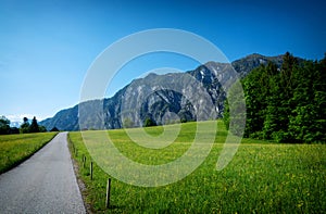 Rapsfeld at the Alps in spring time