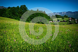 Rapsfeld at the Alps in spring time