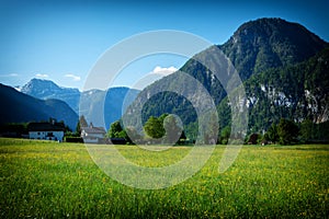 Rapsfeld at the Alps in spring time