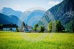 Rapsfeld at the Alps in spring time