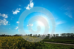 rapsfield in munich with blue sky and clouds