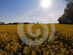 Rapsfield in SkÃ¥ne Sweden