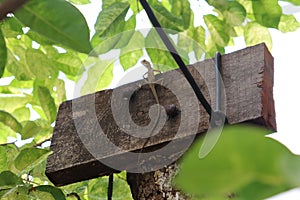 Raptile climb on the tree