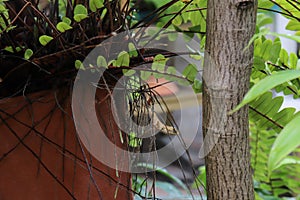 Raptile climb on the tree