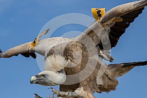 Raptor Andean Condor (Vultur gryphus) in flight close up