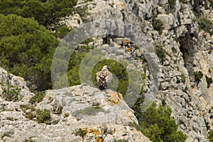 Raptor Andean Condor (Vultur gryphus) standing on the cliff's edge