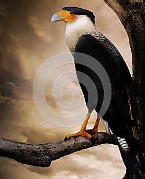 Raptor bird photo