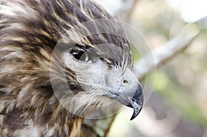 Raptor Bird of Prey, Juvenile Red Tailed Hawk profile