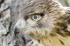 Raptor Bird of Prey, Juvenile Red Tailed Hawk profile