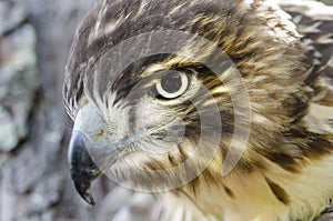 Raptor Bird of Prey, Juvenile Red Tailed Hawk profile