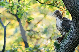 Raptor with his prey. Red tailed hawk with hunted red squirrel in autumn forest. Buteo jamaicensis.Sciurus vulgaris