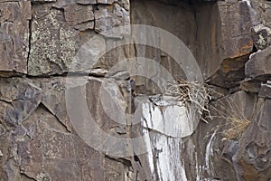 Raptor Nest High On Lava Rock Face