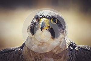 Raptor, peregrine falcon with open wings , bird of high speed