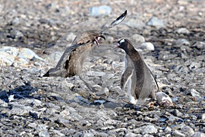 Raptor skua and gentoo penguin fighting for penguin chick. Skua kiilled baby penguin. Penguin parent on defend