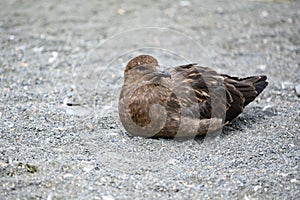 Raptor Skua lying on stones at beach in South Georgia