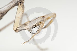 Ground and bark mantis raptorial claws photo