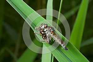 Raptorial fly (Asilella londti) 7 photo