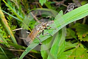 Raptorial fly Asilella londti 9 photo