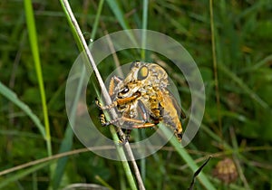 Raptorial fly (Asilidae) 11 photo