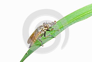 Raptorial fly (Asilidae) 3 photo