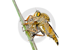 Raptorial fly (Asilidae) 8