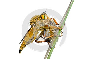 Raptorial fly (Asilidae) 9 photo