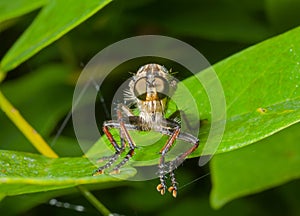 Raptorial fly (Asilidae) 15 photo