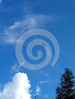 Raptors bird on the blue sky photo