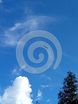 Raptors bird on the blue sky