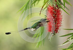 Raquet-tailed Puffleg hummingbird in Caliistemun tree photo