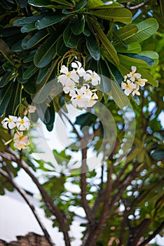 The rarawadi flowers have large